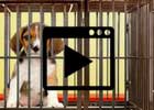 Puppy Dog Escape Walkthrough