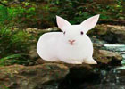 Rain Forest Rabbit