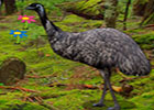 Big Emu Forest Escape