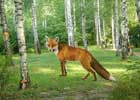 LOL Escape Enchanted Fox Forest