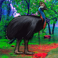 escape-game-save-the-cassowary