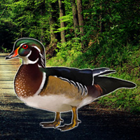 forest-wood-duck-rescue
