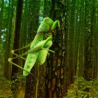 grasshopper-forest-escape